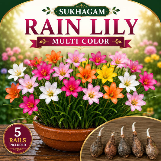 SUKHAGAM Rain Lily Multi Color Flower Bulbs (5 Bulbs Included)