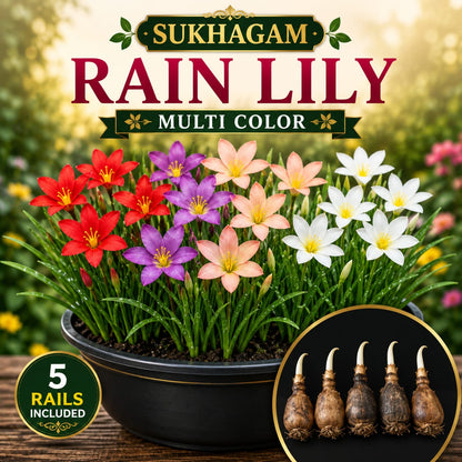 SUKHAGAM Rain Lily Multi Color Flower Bulbs (5 Bulbs Included)