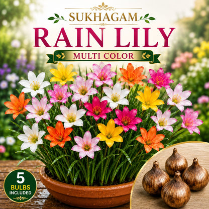 SUKHAGAM Rain Lily Multi Color Flower Bulbs (5 Bulbs Included)